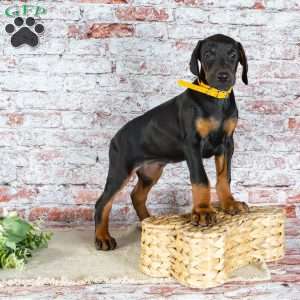 Macy, Doberman Pinscher Puppy